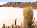 Cacti with white salt desert all around.